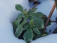 Пахизандра верхушечная  "Variegata" - конец февраля, уже с бутонами