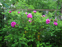 Розы видовые - Rosa rugosa