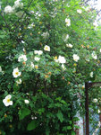 Розы видовые - Rosa pimpinellifolia Double White