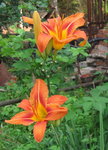 Лилейник - Нemerocallis fulva