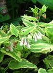 Окопник упландский Variegata - Цветение в конце мая