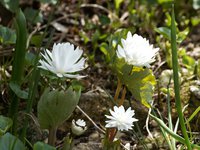 Сангвинария канадская - Flore Pleno