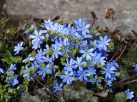 Печеночница благородная - Hepatica transilvanica