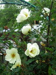 Розы видовые - Rosa pimpinellifolia Double White