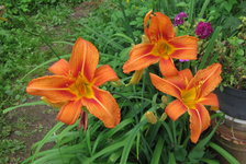 Лилейник - Нemerocallis fulva